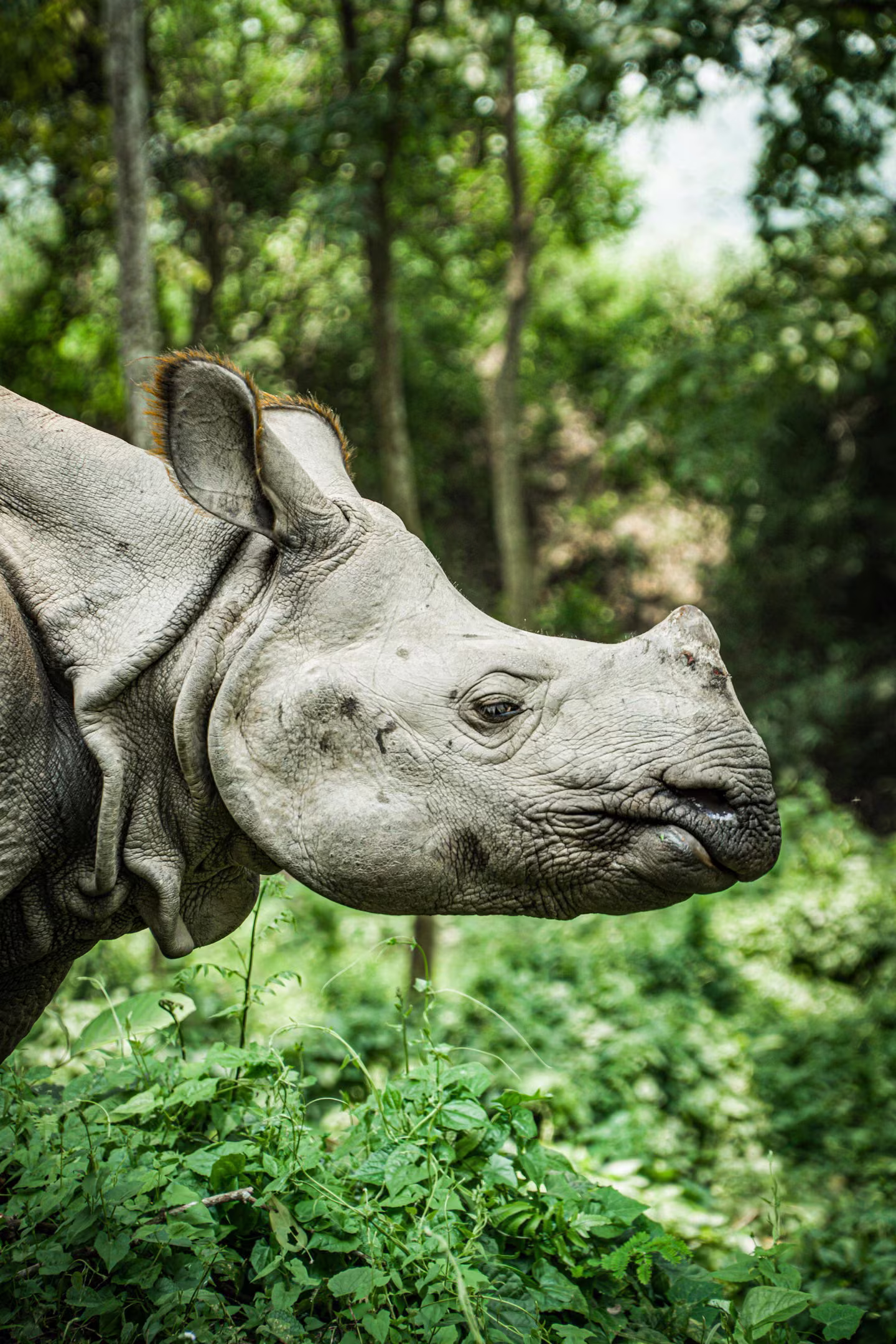 Close-up of a one-horned rhino against green forest