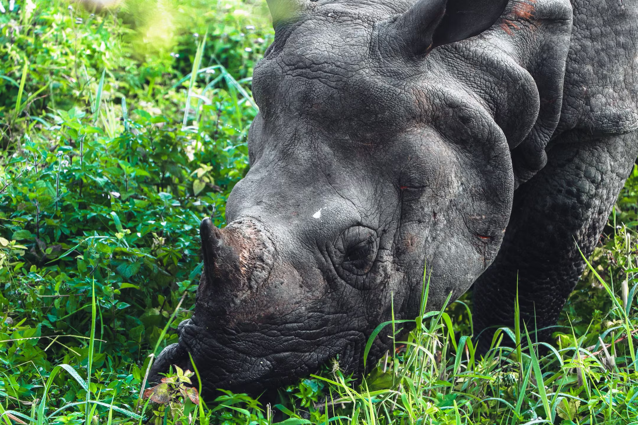 A one-horned rhinoceros grazing in green jungle bush