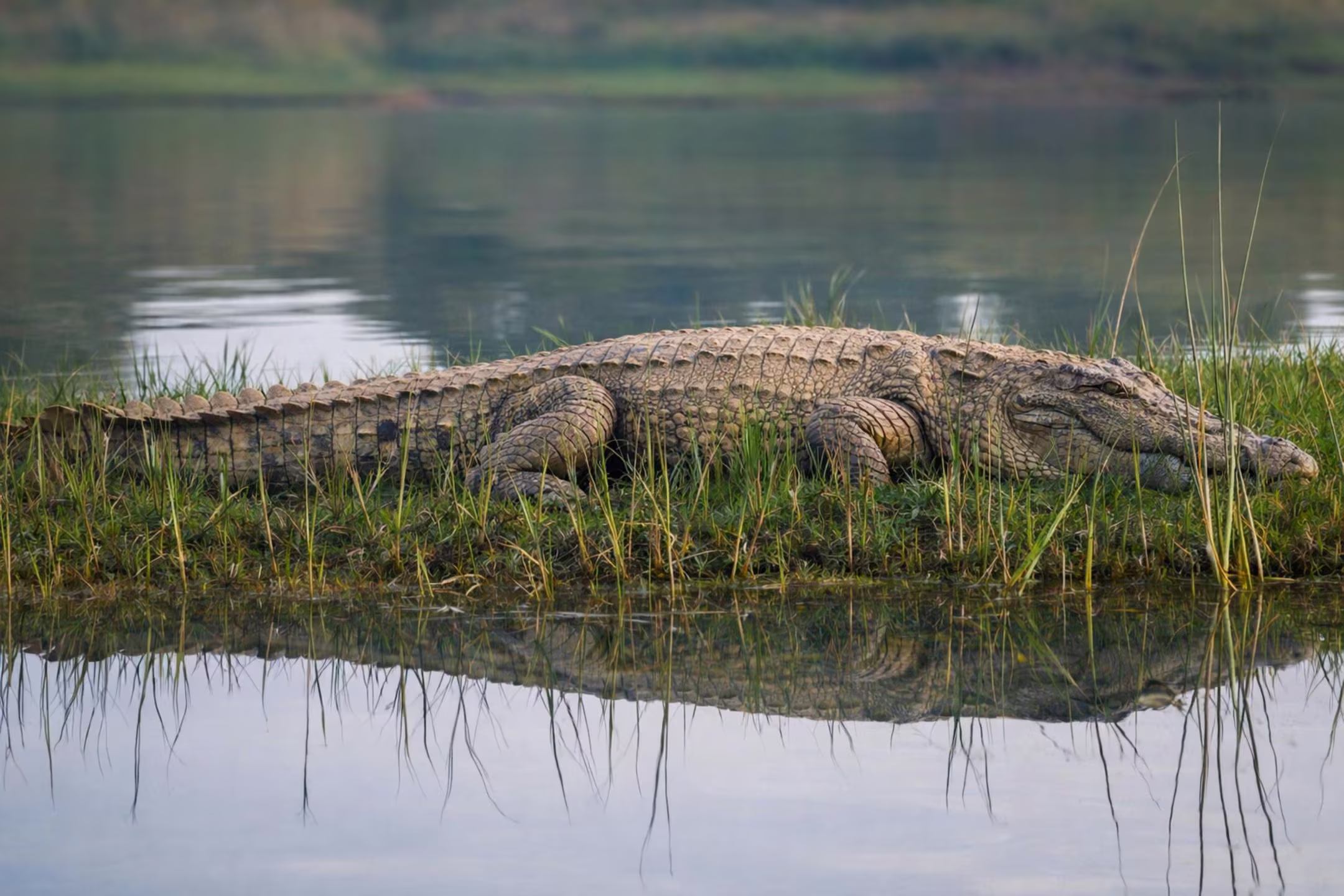 A crocodile basking on a small platform in the lake