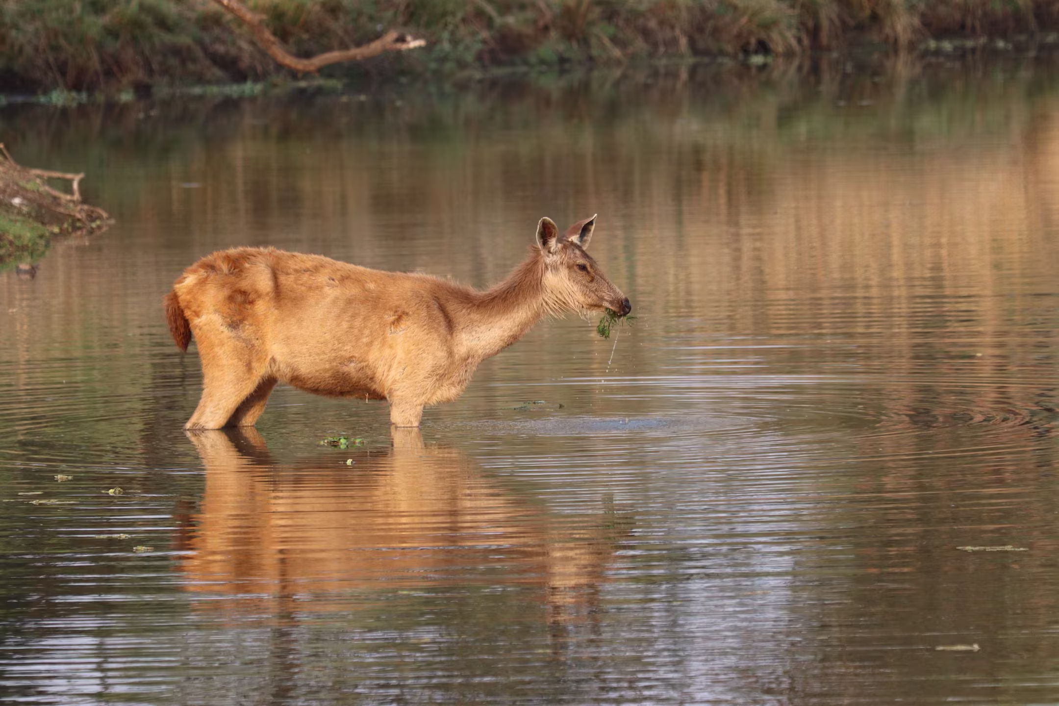 A deer feeding in the water with grass in its mouth